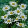 Nipponanthemum Nipponicum (Montauk Daisy) -Garden Bloomy Shop 10663