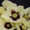 Helleborus Honeymoon® 'Spanish Flare' -Garden Bloomy Shop 11053