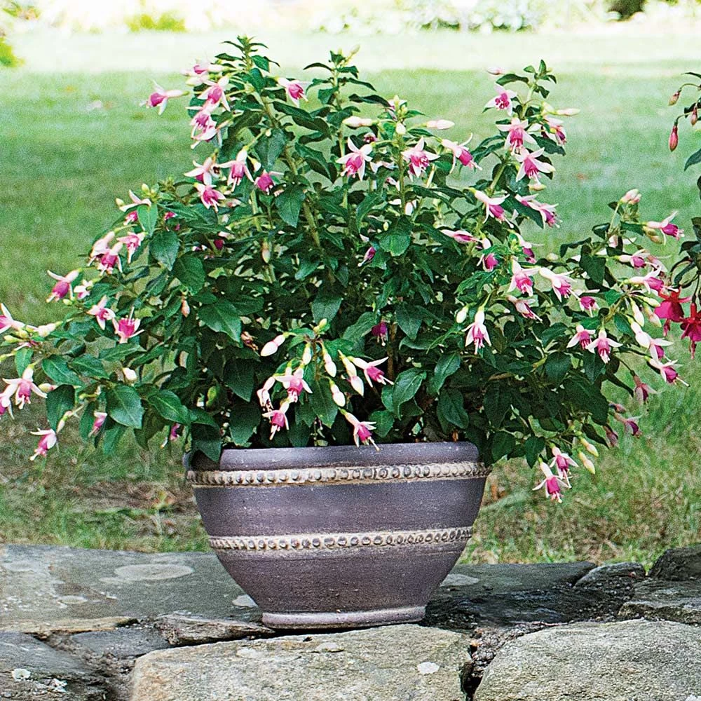 Barnsley Bowl, Small 3 Barnsley Bowl, Small