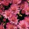 Chrysanthemum 'Fireworks Igloo' -Garden Bloomy Shop 12389