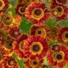 Helenium Autumnale Mariachi™ 'Fuego' -Garden Bloomy Shop 12443