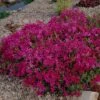 Phlox Subulata 'Scarlet Flame' -Garden Bloomy Shop 12555