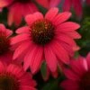 Echinacea Sombrero® Baja Burgundy 1 Echinacea Sombrero® Baja Burgundy -Garden Bloomy Shop 14653