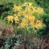 Lycoris Aurea 2 Lycoris Aurea -Garden Bloomy Shop 15038