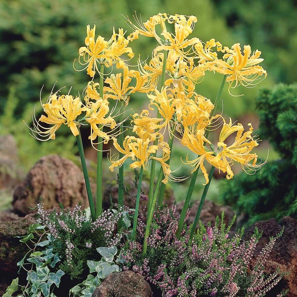 Lycoris Aurea 3 Lycoris Aurea