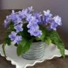 Cape Primrose 'Blue Ice' In Metal Cachepot -Garden Bloomy Shop 16098