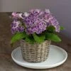 Cape Primrose 'Grape Ice' In Basket 2 Cape Primrose 'Grape Ice' In Basket -Garden Bloomy Shop 16099