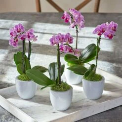 Mini Orchid Quartet In 3" White Ceramic Cachepots