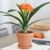 Clivia Miniata In Clay Pot With Saucer