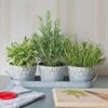 Cook's Herb Trio In Embossed Pots -Garden Bloomy Shop 19433