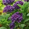 Hydrangea Macrophylla Color Fantasy® 1 Hydrangea Macrophylla Color Fantasy® -Garden Bloomy Shop 21200