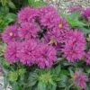 Monarda Didyma Grand Parade™ -Garden Bloomy Shop 21628