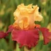 Iris Germanica 'Frimousse' -Garden Bloomy Shop 21925