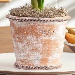 Roulette Pot And Saucer