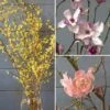 Three Months Of Flowering Branches, January - March 2 Three Months Of Flowering Branches, January - March -Garden Bloomy Shop 23301 1
