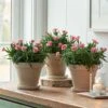 Dianthus 'Little Pink' Trio In Clay Pots -Garden Bloomy Shop 23347