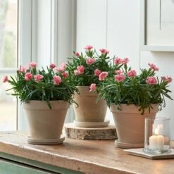 Dianthus 'Little Pink' Trio In Clay Pots