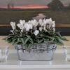 Cyclamen Silverleaf Pure White, 2 Pots In Gray Metal Basket -Garden Bloomy Shop 23363