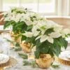 Trio Of White Poinsettias In Golden Cachepots -Garden Bloomy Shop 23366