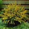 Solidago Sphacelata 'Golden Fleece' 2 Solidago Sphacelata 'Golden Fleece' -Garden Bloomy Shop 23712