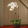 White Moth Orchids In 6½" Basket 1 White Moth Orchids In 6½" Basket -Garden Bloomy Shop 24289