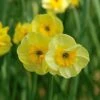 Narcissus 'Sun Disc' -Garden Bloomy Shop 24637