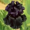 Iris Germanica 'Raven Girl'
