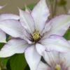 Clematis Samaritan Jo™ Boulevard® 2 Clematis Samaritan Jo™ Boulevard® -Garden Bloomy Shop 25546