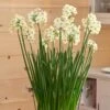 Paperwhite 'Wintersun,' 24 Bulbs 1 Paperwhite 'Wintersun,' 24 Bulbs -Garden Bloomy Shop 25581