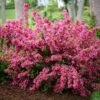 Weigela Sonic Bloom® Pink 1 Weigela Sonic Bloom® Pink -Garden Bloomy Shop 25595