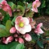 Helleborus HGC® Pink Frost 2 Helleborus HGC® Pink Frost -Garden Bloomy Shop 25633