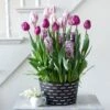 Purple Elegance Bulb Collection In Large Black Metal Cachepot 1 Purple Elegance Bulb Collection In Large Black Metal Cachepot -Garden Bloomy Shop 26861