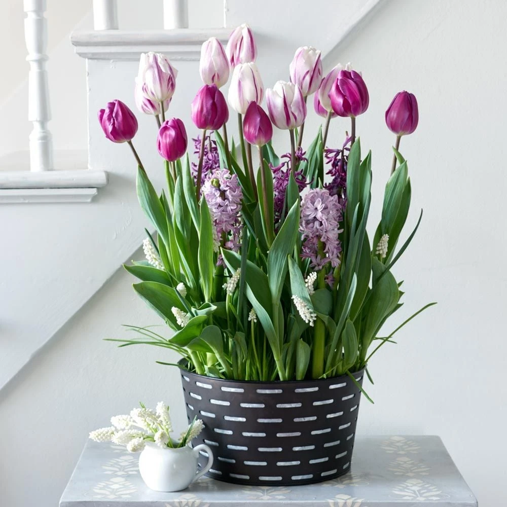 Purple Elegance Bulb Collection In Large Black Metal Cachepot 3 Purple Elegance Bulb Collection In Large Black Metal Cachepot