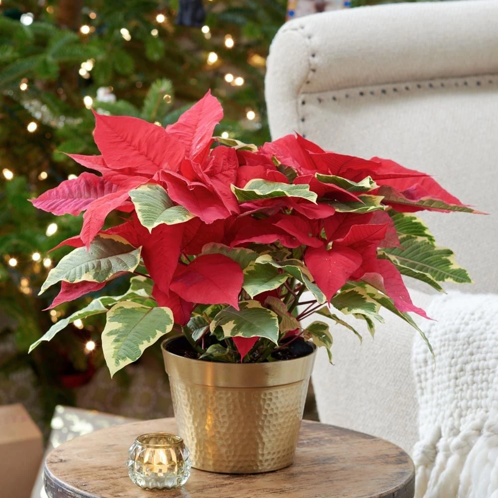 Poinsettia Tapestry In Gold-toned Ceramic Cachepot 3 Poinsettia Tapestry In Gold-toned Ceramic Cachepot