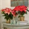 Festive Poinsettia Duo In Gold-toned Ceramic Cachepots 2 Festive Poinsettia Duo In Gold-toned Ceramic Cachepots -Garden Bloomy Shop 27030