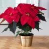 Poinsettia Christmas Wish™ In Gold-toned Ceramic Cachepot -Garden Bloomy Shop 27031