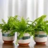 Boston Fern Trio In Sanya Bay Cachepots -Garden Bloomy Shop 27292