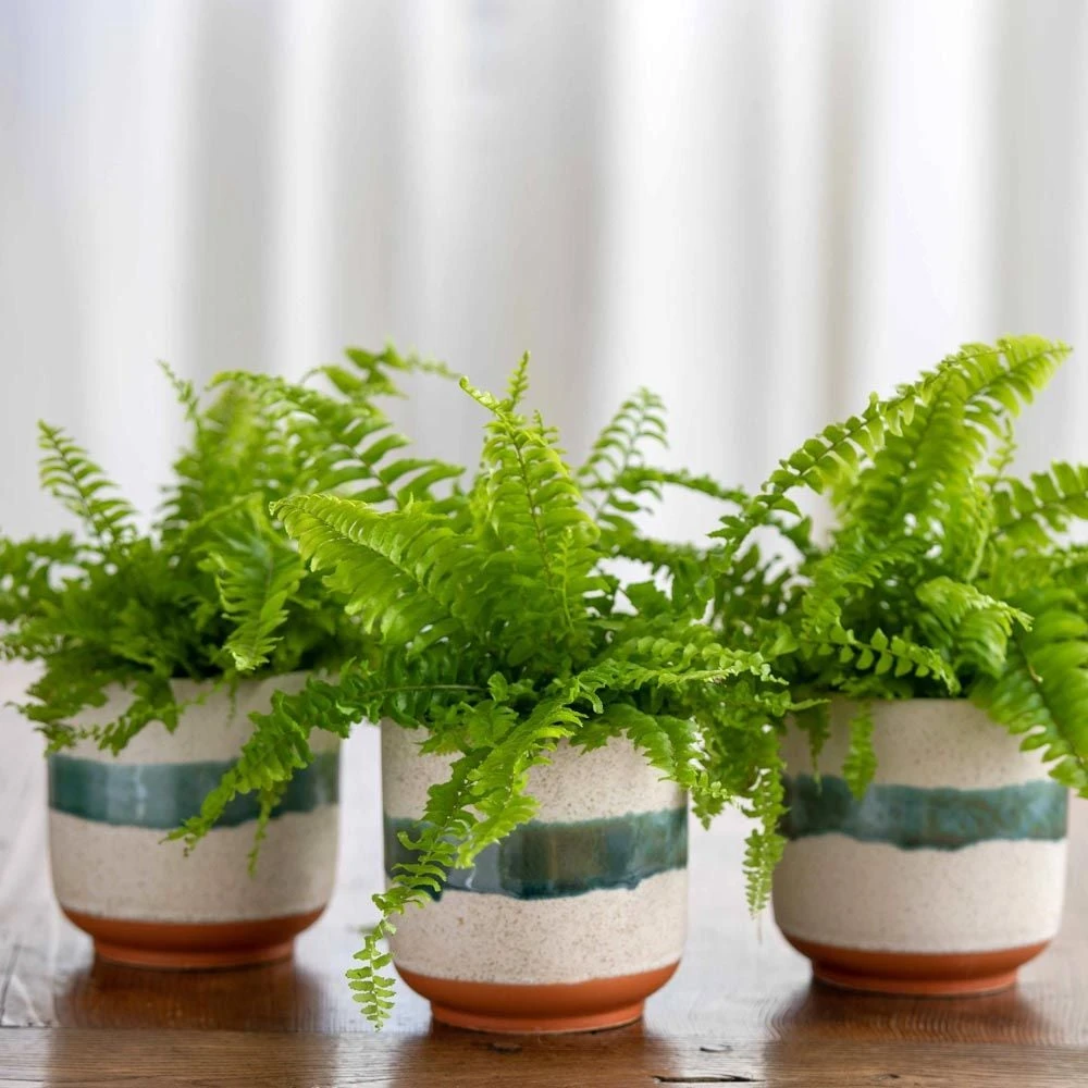 Boston Fern Trio In Sanya Bay Cachepots 3 Boston Fern Trio In Sanya Bay Cachepots
