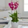 Deep Pink Dendrobium Orchids In Ceramic Cachepot -Garden Bloomy Shop 27638
