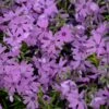 Phlox Subulata 'Purple Beauty' -Garden Bloomy Shop 28579