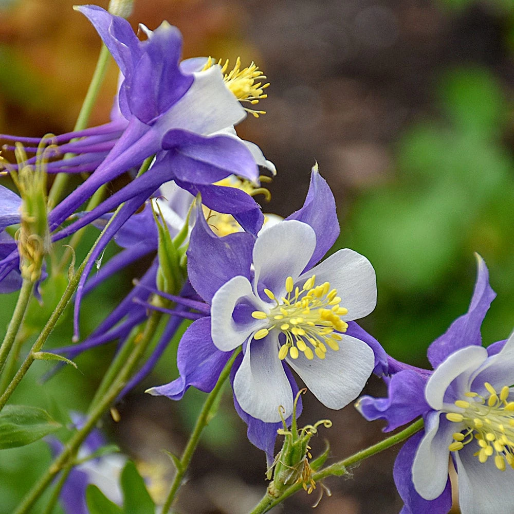 Aquilegia 'Blue Jay' 3 Aquilegia 'Blue Jay'