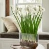Paperwhite Kit With Windowsill Vase -Garden Bloomy Shop 28756