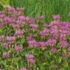 Monarda Fistulosa 'Claire Grace' -Garden Bloomy Shop 28940