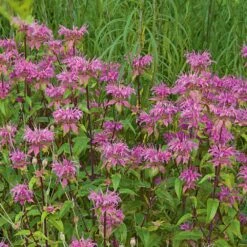 Monarda Fistulosa 'Claire Grace'