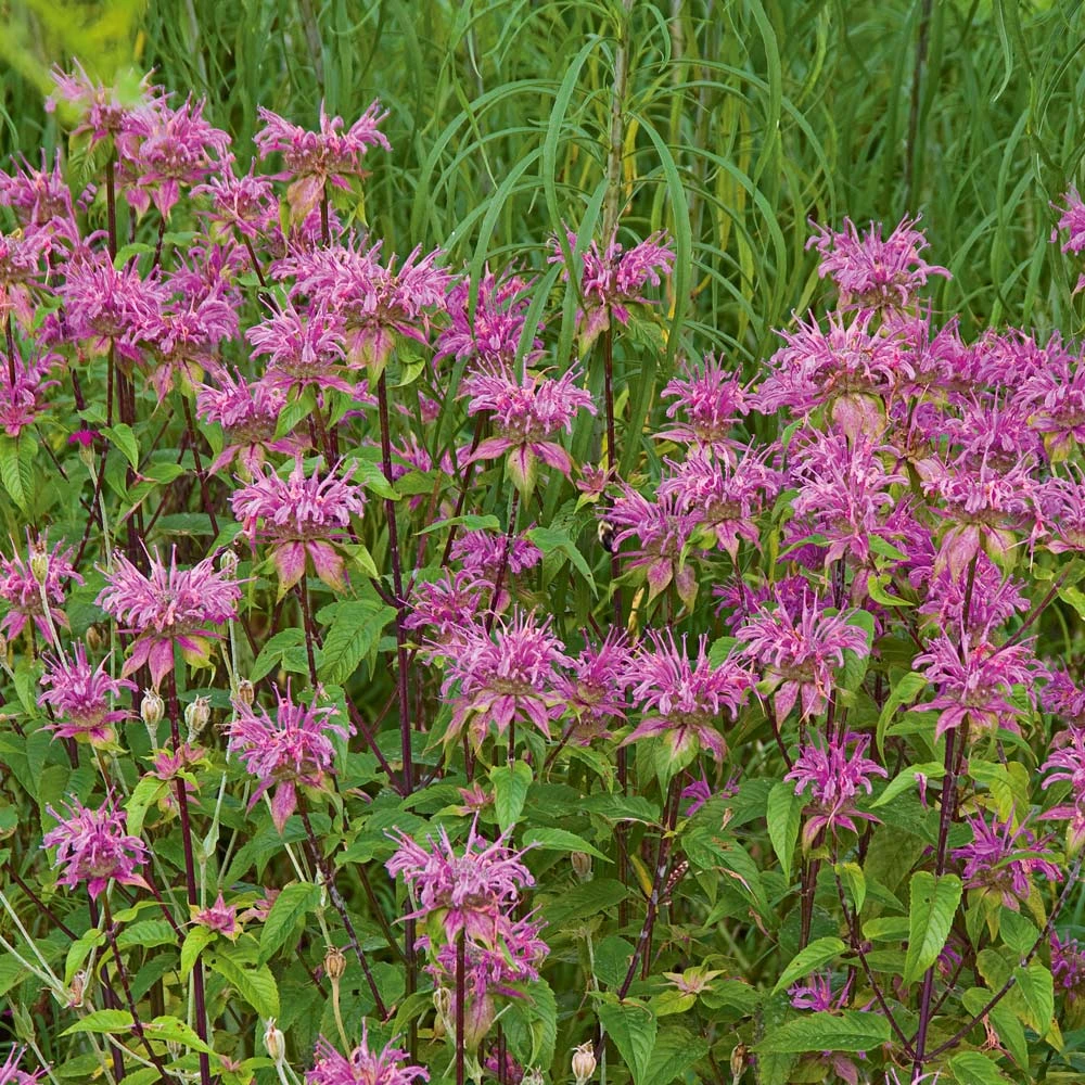 Monarda Fistulosa 'Claire Grace' 3 Monarda Fistulosa 'Claire Grace'