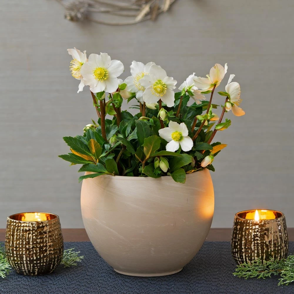 Christmas Rose In Cream Ceramic Cachepot 3 Christmas Rose In Cream Ceramic Cachepot