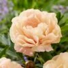 Peony 'Canary Brilliants' - Itoh Peony -Garden Bloomy Shop 29888