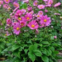 Anemone 'Curtain Call Deep Rose'