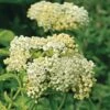 Asclepias Incarnata 'Ice Ballet' -Garden Bloomy Shop 30047