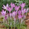 Crocus Tommasinianus 'Roseus' -Garden Bloomy Shop 30140